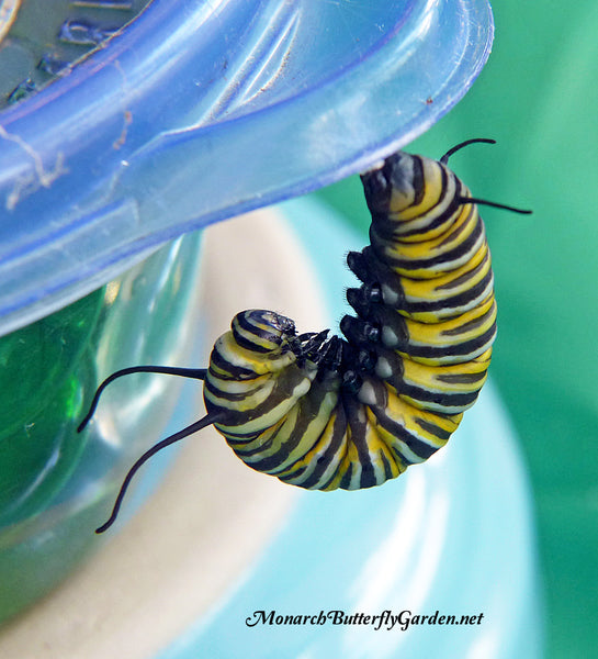 A monarch caterpillar prepares to form its chrysalis on the side of the cuttings container. In order to make sure the emerging butterfly can dry its wings properly the container must be set on something to increase the hanging height or the chrysalis must be removed and rehung. Get more info here on stage 3 of the monarch butterfly life cycle