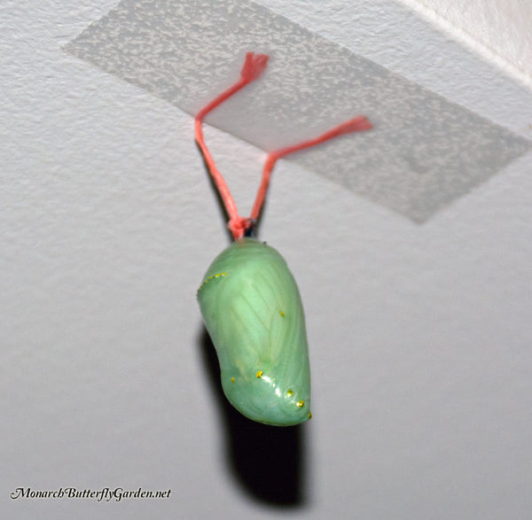 You can hang up a fallen monarch chrysalis by tying dental floss around the black stem (cremaster) at the top of the chrysalis. Then tape up the ends or tie them around a hook, branch, etc... 