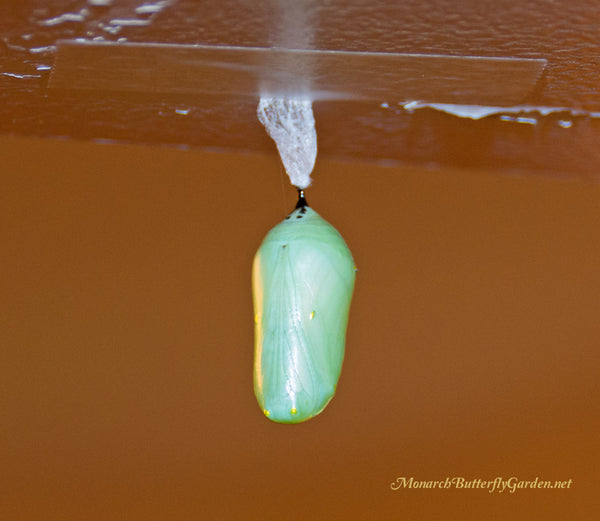 How to rehang a monarch chrysalis- Monarch Chrysalis Problems