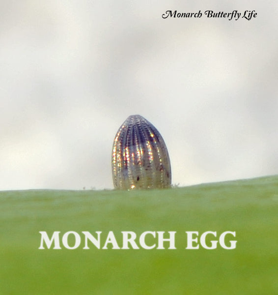 The top third of a monarch egg will turn dark shortly before the baby caterpillar hatches. This is the caterpillar's head about to eat through its shell to enter the next stage of monarch metamorphosis.