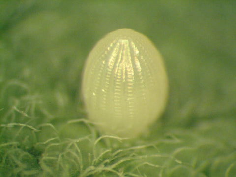 Monarch Egg Close Up