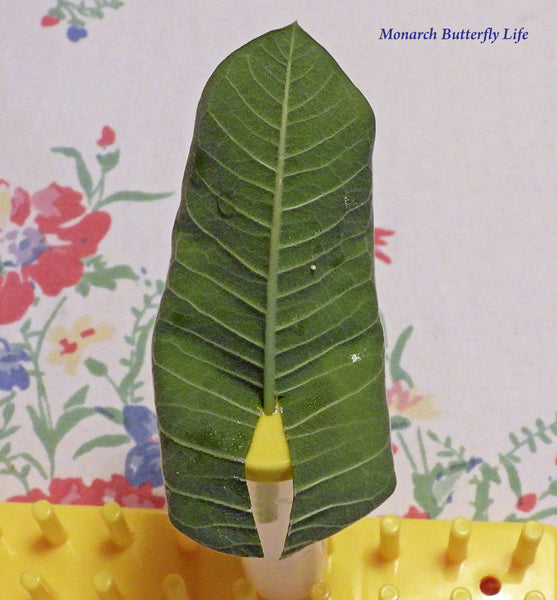 Monarch Egg Tip- Cut back leaf to the midrib to stick singles leaves deeper into floral tubes for less refilling.