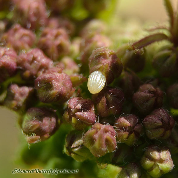 Monarch Egg on Swamp Milkweed Bud- Where to Find Monarch Eggs?