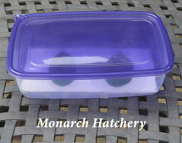 Use household food containers as a nursery to hatch monarch eggs- prevent milkweed from drying out