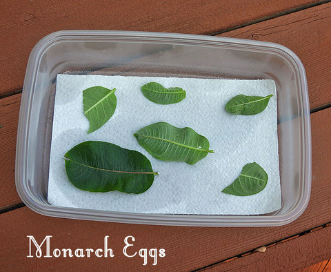 Monarch Eggs from Raise The Migration 2023- Share Your Experience