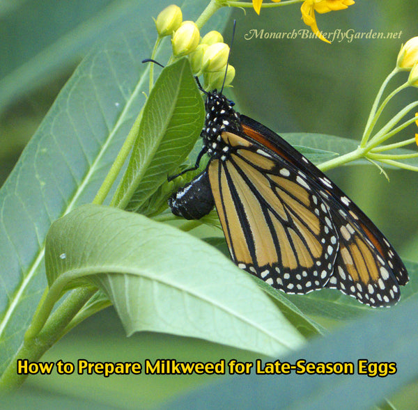How To Prepare Late-Season Milkweed Plants for Monarch Eggs