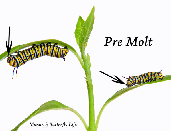 monarch caterpillars face caps pre molt
