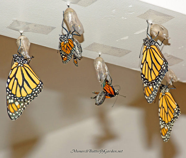 When monarchs first emerge from their chrysalides, their abdomens will be filled with fluid. Over the course of the next few minutes this fluid will be pumped through their wings until the butterfly appears more monarchesque. More info about hatching monarch butterflies...