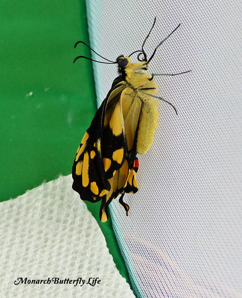 Floor Birth! A giant swallowtail emerges from its chrysalis on a butterfly cage floor and climbs up a mesh wall to dry its wings.