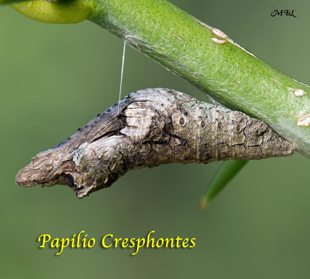 Giant Swallowtail Butterfly Life Cycle Stage 3- Chrysalis