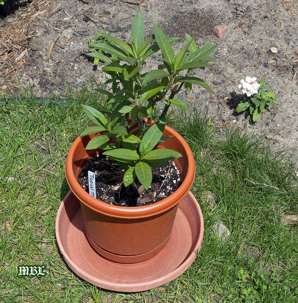 Raise small Monarch Caterpillars on Potted Milkweed Plants