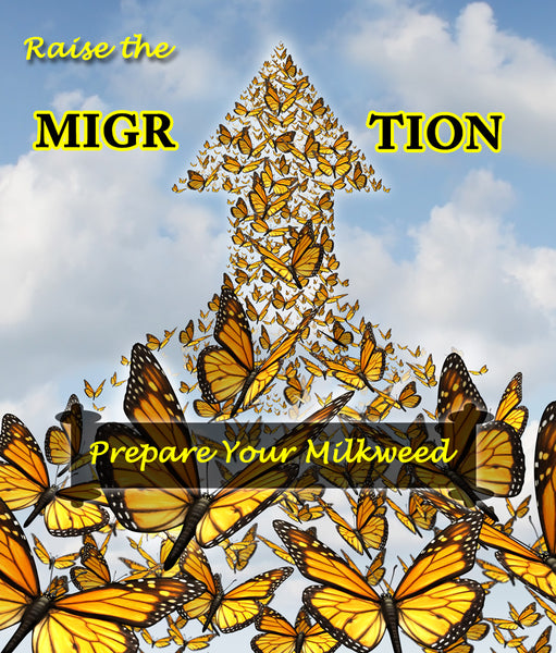 How to Prepare Milkweed for Monarchs- Raise The Migration