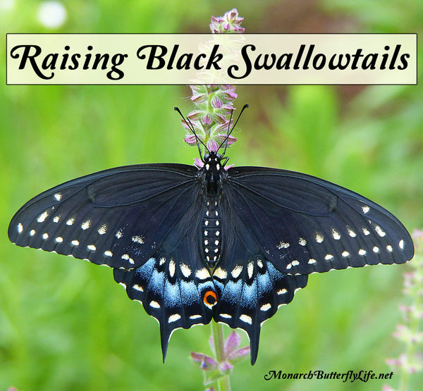 Raising the Eastern Black Swallowtail Butterfly- A Photographic Adventure from Black Swallowtail Egg to Beautiful Butterfly