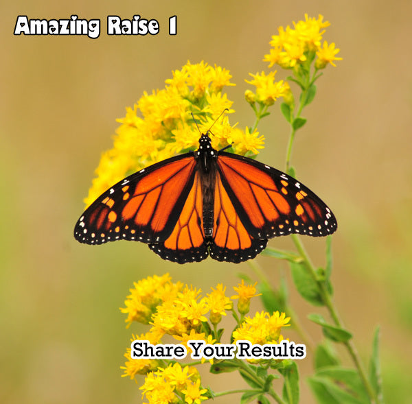 Raise The Migration 1 Results- Share Your Results Releasing Monarchs for the 2013 Monarch Migration