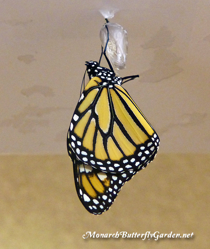 Raise the Migration- Share your successes, failures, and lessons learned raising monarch butterflies.