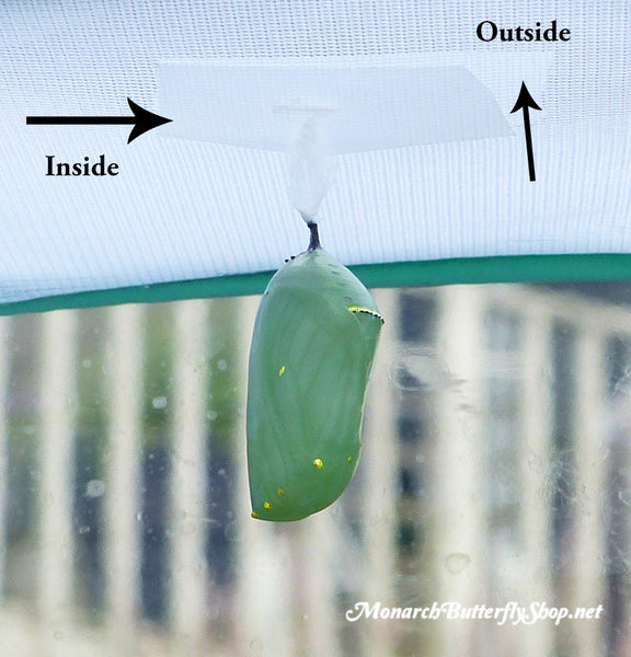 How can you get scotch tape to hold up a chrysalis on a mesh cage roof? Tape the chrysalis silk from both inside and out. More monarch chrysalis problems and solutions