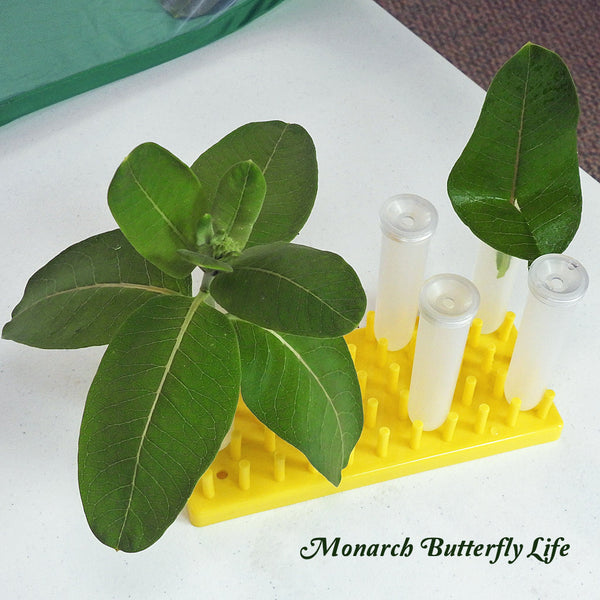 Resources for Raising Monarch Caterpillars through the Butterfly Life Cycle- Large Floral tubes with Holding Racks to feed caterpillars milkweed