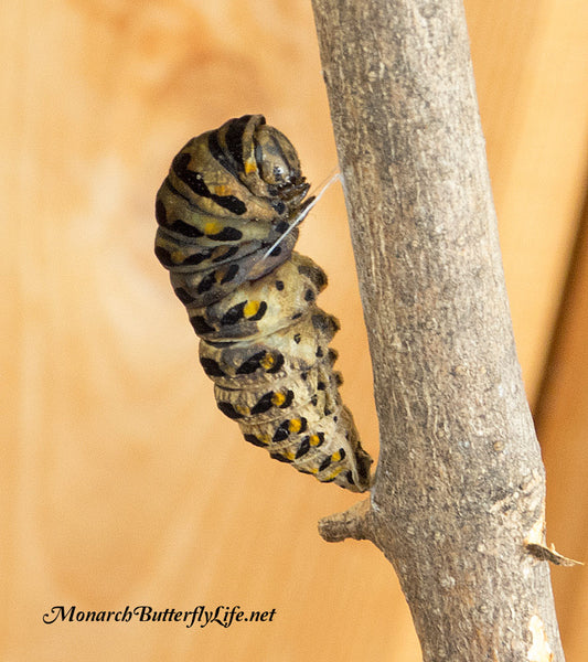 This diseased (possibly parasitized) black swallowtail caterpillar did not survive to the chrysalis stage of the butterfly life cycle. See what a healthy caterpillar looks like here...