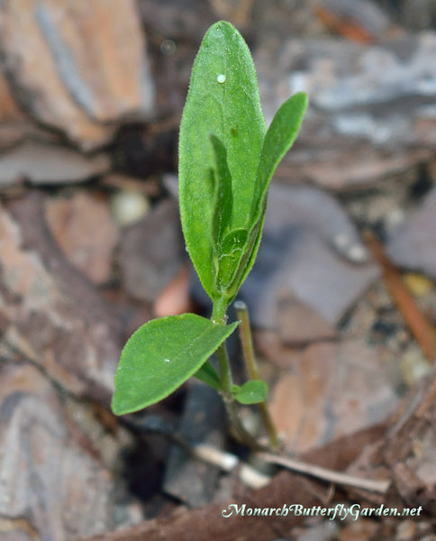 Small Milkweed Plants and Seedlings are often a favorite egg laying destination for Monarch Butterfly Females.