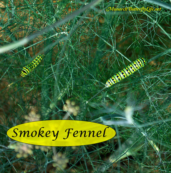 Bronze smokey fennel is a preferred host plant for black swallowtail caterpillars. The anise/licorice flavored plants and seeds are also used for seasoning sausage and certain liquors. Find seeds or plants here...