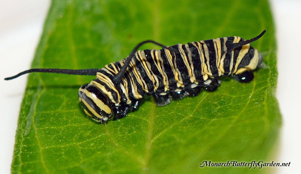 Unexplained Monarch Caterpillar Death- this caterpillar starved due to mechanical failure. After shedding its skin, the old face cap was still stuck, which prevented the caterpillar from eating.