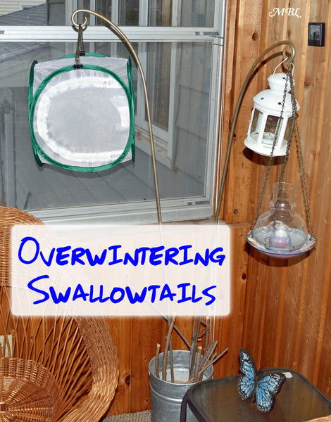 Overwinter your swallowtail chrysalis in a cold place so the butterfly doesn't emerge in the dead of winter + other helpful overwintering tips...