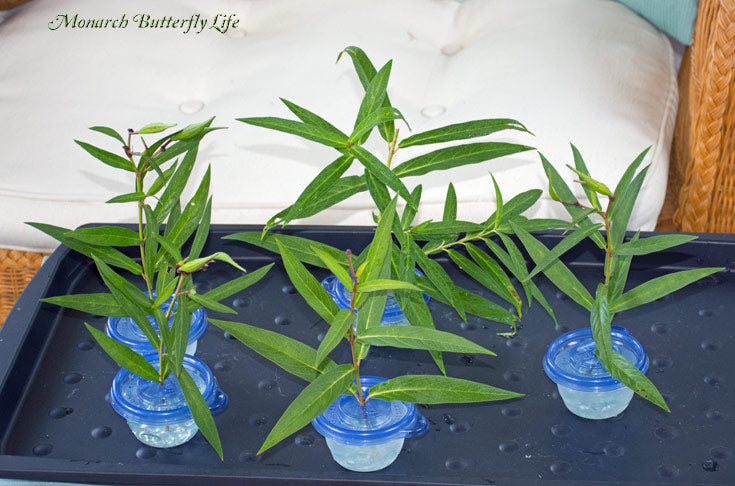 Make Raising Monarchs through the Butterfly Life Cycle manageable- Small Milkweed Cuttings Containers for Small Monarch Caterpillar Cages are a huge time saver when Raising Monarch Butterflies