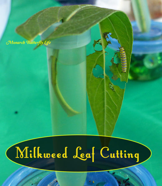 Swamp Milkweed Leaf Cutting- Food for Monarch Caterpillars