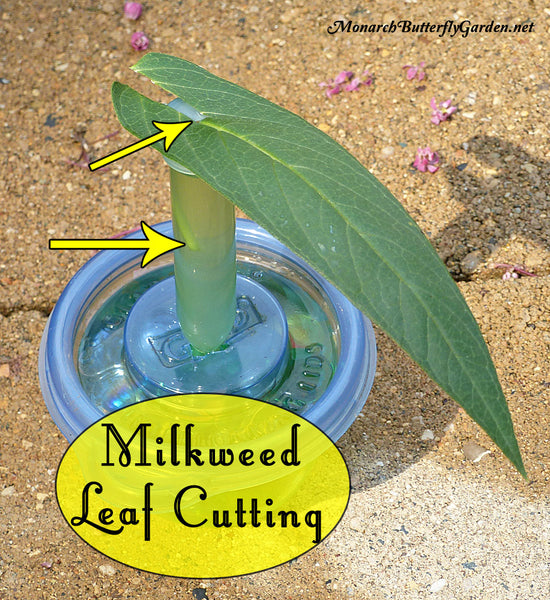 One milkweed leaf can sustain a baby monarch caterpillar for up to seven days if you use single leaf cuttings. Here's how to make it work and stop wasting milkweed.