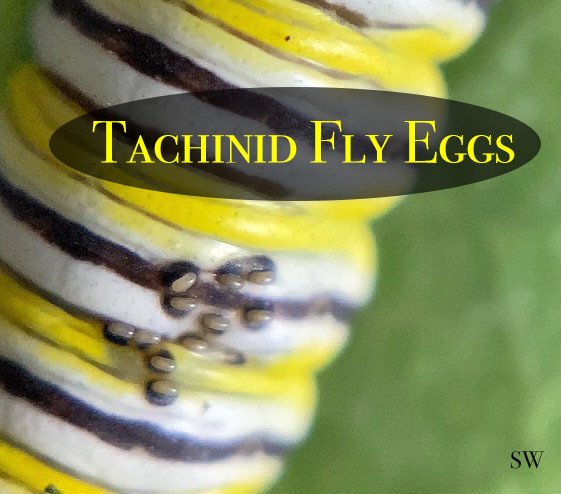 tachinid fly eggs on a monarch caterpillar. Macrophotography reveals what is often undetected by the naked eye.