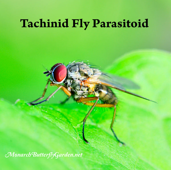 Tachinid Fly Parasitoids lay their eggs on monarch caterpillars. The maggots burrow inside the caterpillar and start eating it alive, slowly killing it. Discover how raising monarchs can help them avoid this fate...
