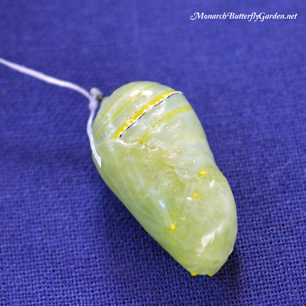 What can you do if a soft unhardened chrysalis falls?