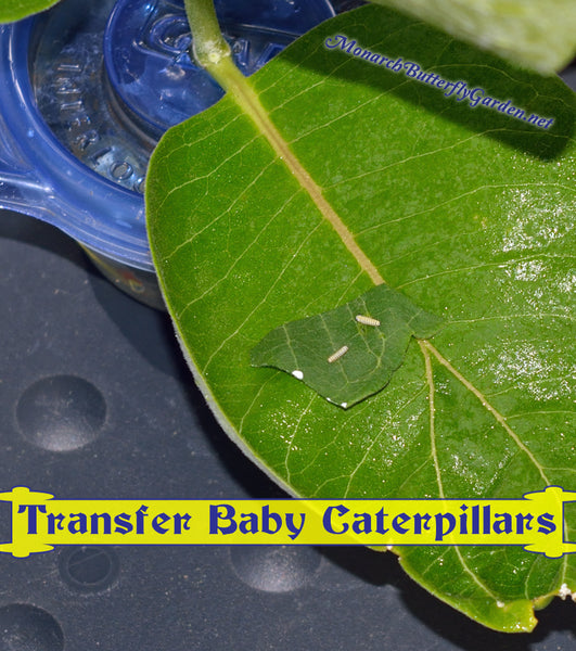 If you had baby monarch caterpillars hatch on a single milkweed leaf, you can transfer them to milkweed cuttings or potted plants by cutting a small leaf piece and placing it on the new plants.