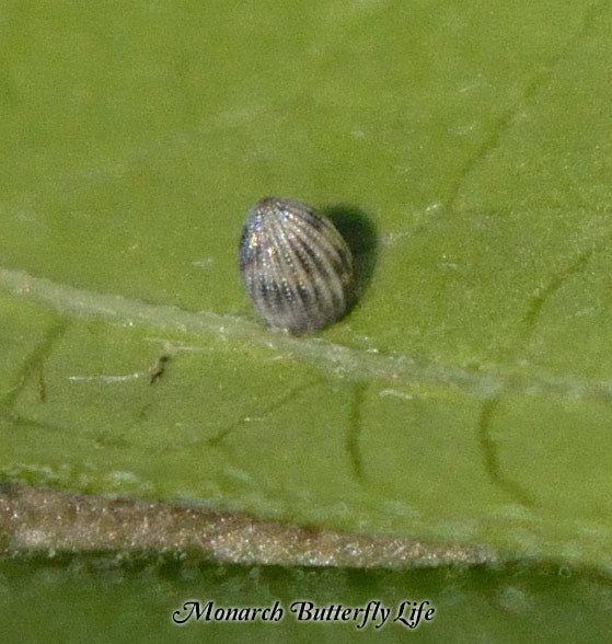 When monarch eggs get dark spotting, the egg has been compromised by parasitic wasps and the monarch embryo will not survive to become a munching baby monarch caterpillar...