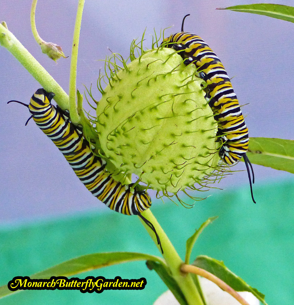 Two monarch caterpillars investigate an unusual milkweed pod...