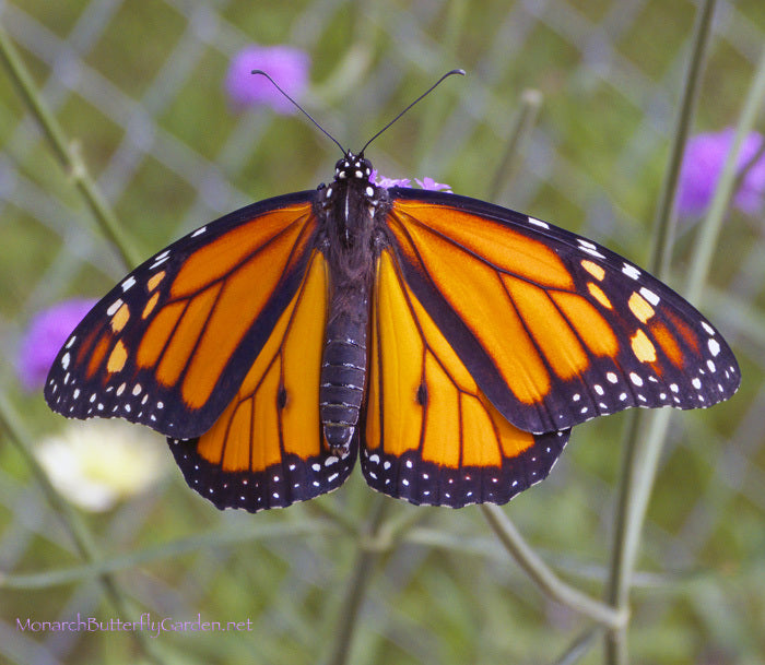 New Male Monarch Getting Ready for the 2013 Monarch Migration 