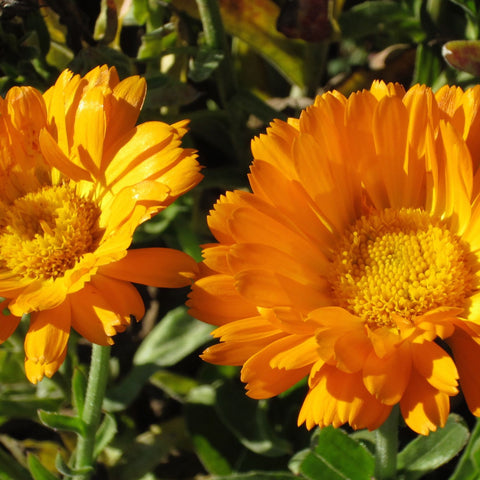 Erfurter - Calendula / Calendula, Fleur Comestible / Edible Flowe –  Tourne-Sol