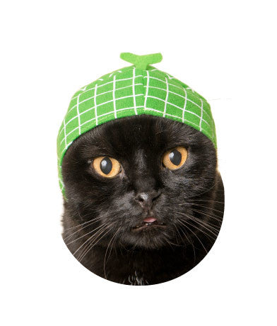 Melon Hat Cat 2024