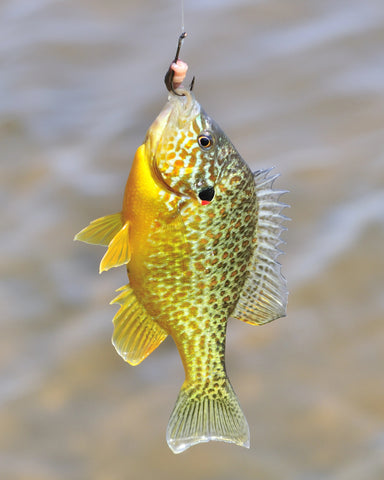 Sunfish or Punkinseed