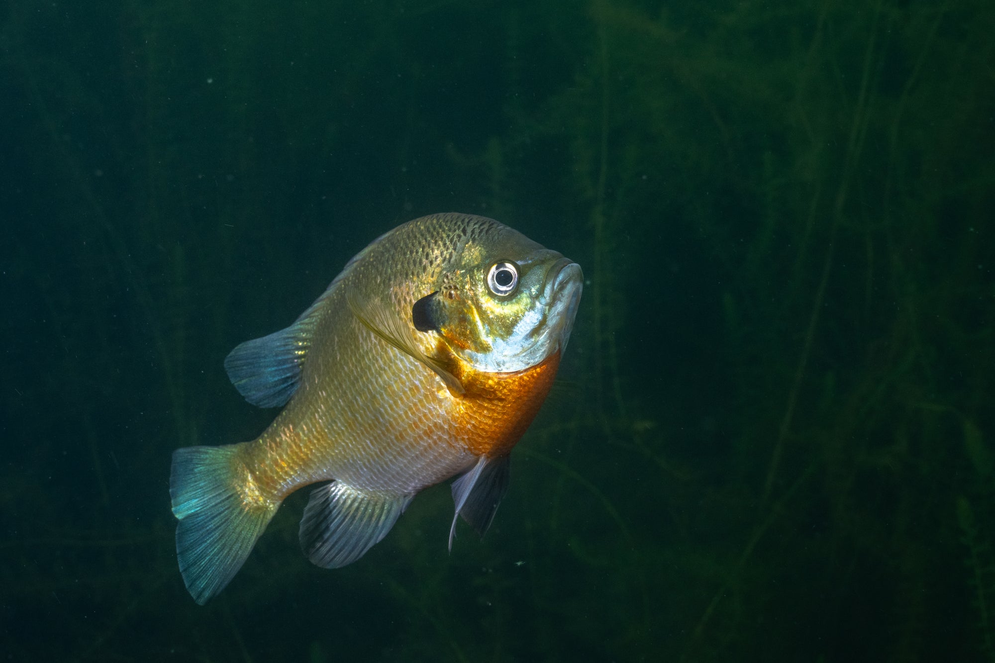 Bluegill Swimming in a Dark Lake