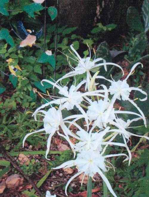 Spider Lilies