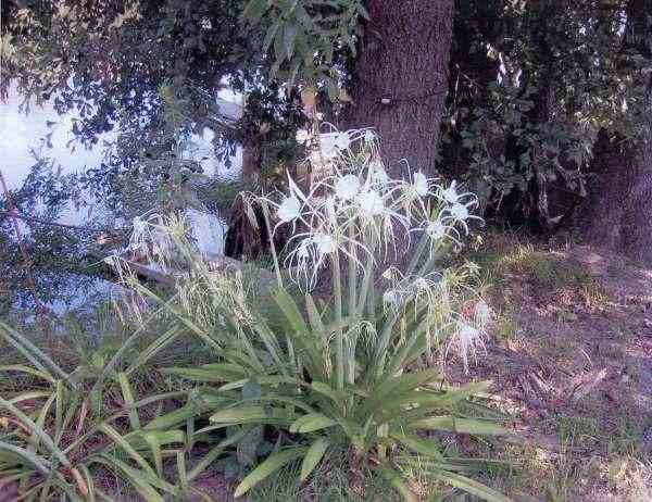 East Lake bank Spider Lilies with some blooms showing the seed pods at the base of the bloom stems.