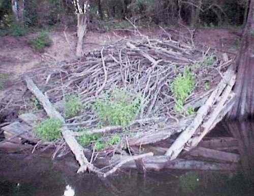 This past 2003 season under the farm road bridge from East Lake to Forked Lake Mr. Harbin  fished this Beaver Hut for bass that always "guard" this spot for crawfish, huge bull frogs, small snakes or small and large size Bream.