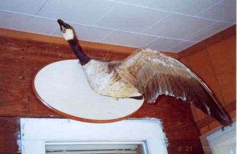 This is a mount of one of three Canada Geese that were bagged by Clyde A. Harbin, John Doddridge (son in law) and C. A. Harbin II on a hunting trip to the Mississippi River on Sandbar out of Robinsinville, Mississippi.