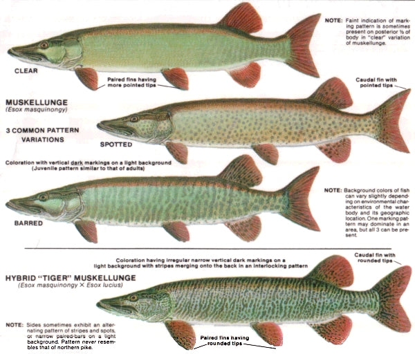 Musky Chart