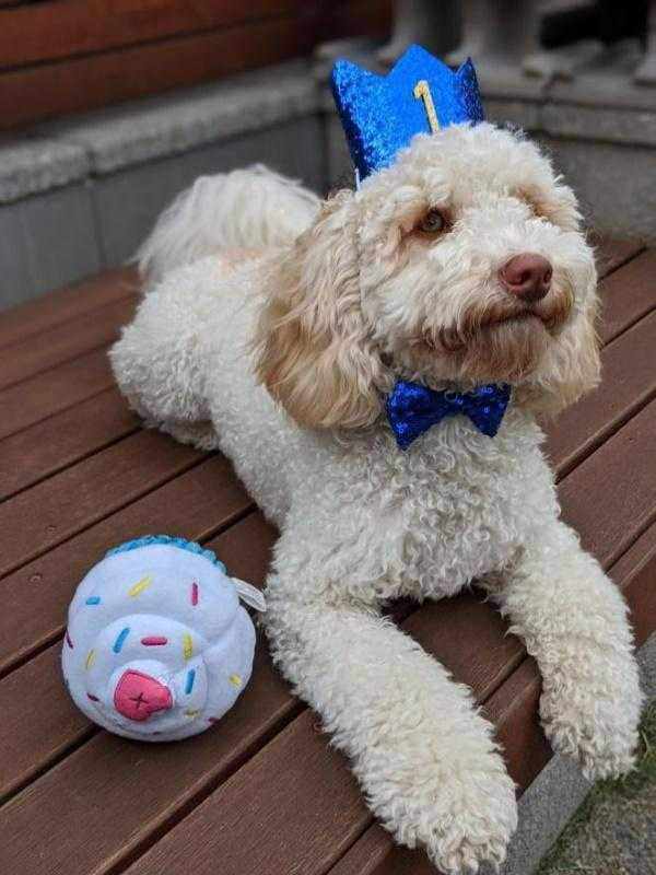 dog birthday bow tie