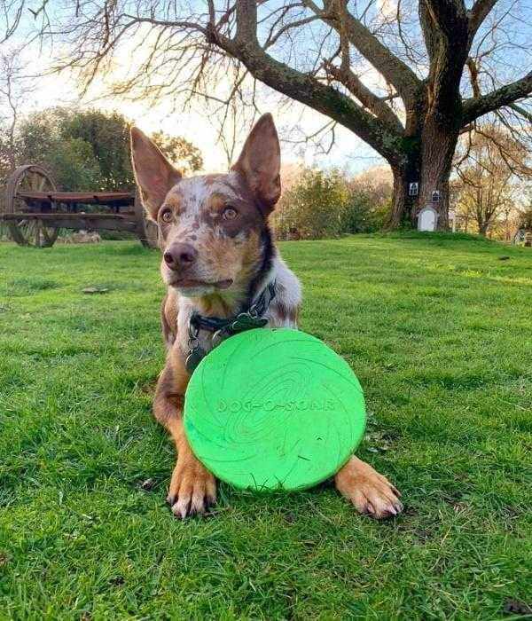 dog frisbee