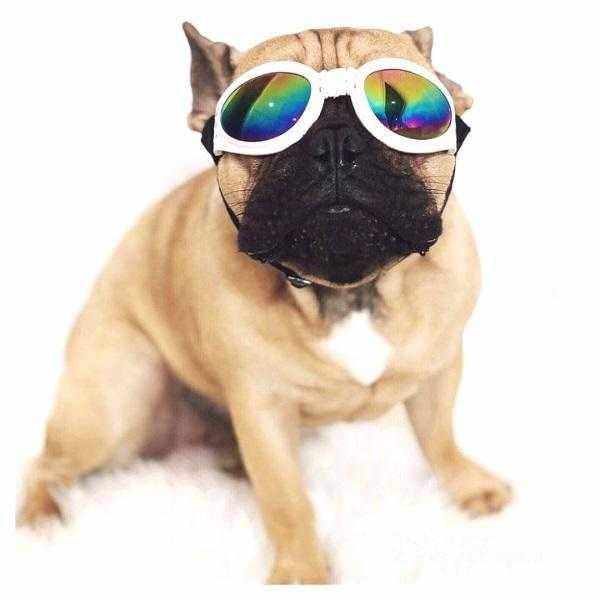 dog goggles