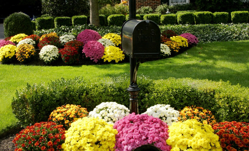 Traditional brick colonial dressed up for fall with colorful mums