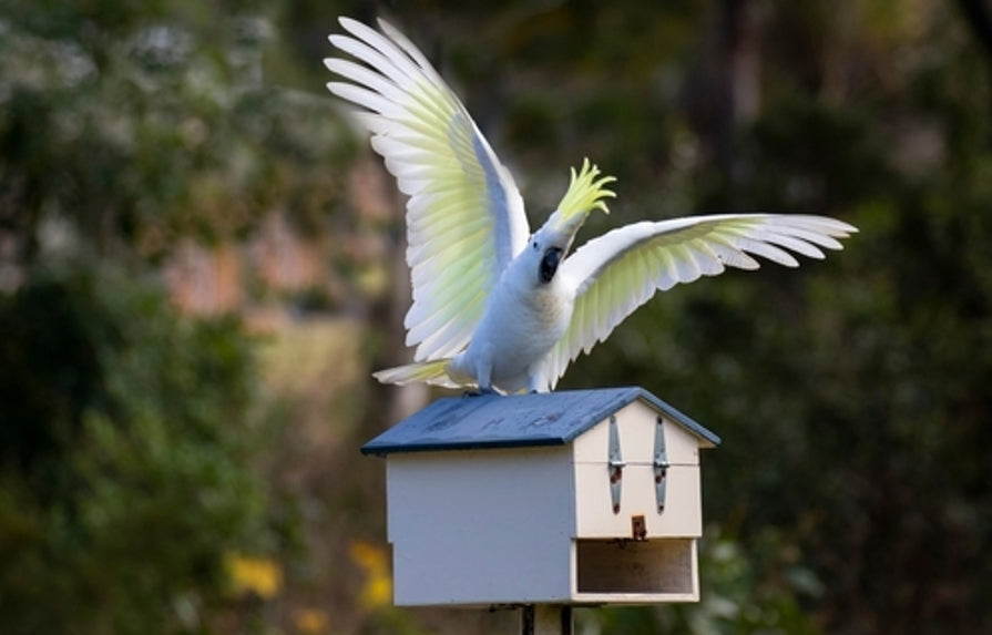 White bird on a mailbox